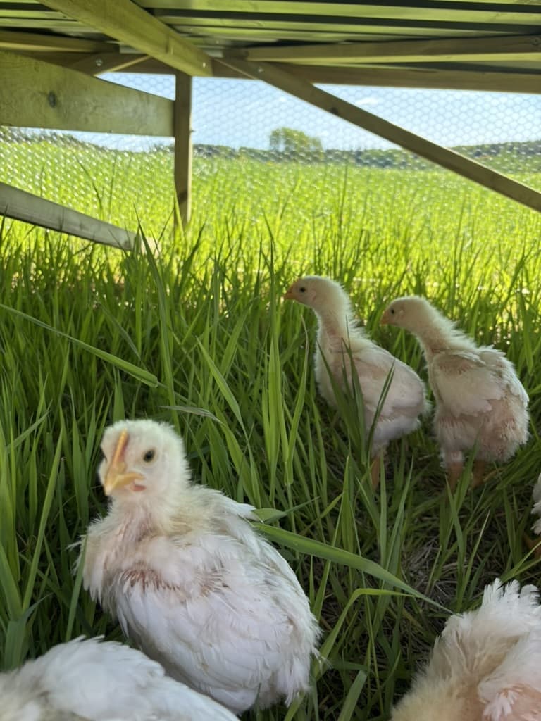 Broiler chickens on pasture