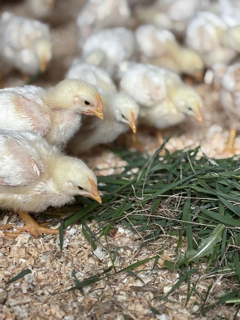 Baby chicks on pasture