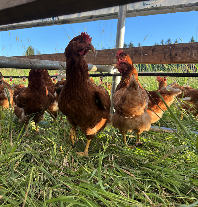 Layer hens on pasture